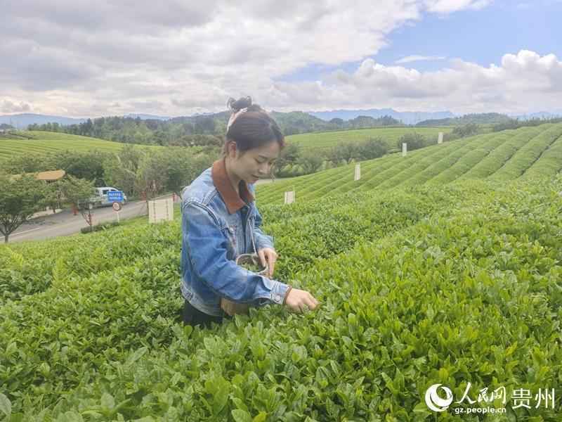 从叶片到场景:解码湄潭茶产业的体验经济转型密码 文化旅游