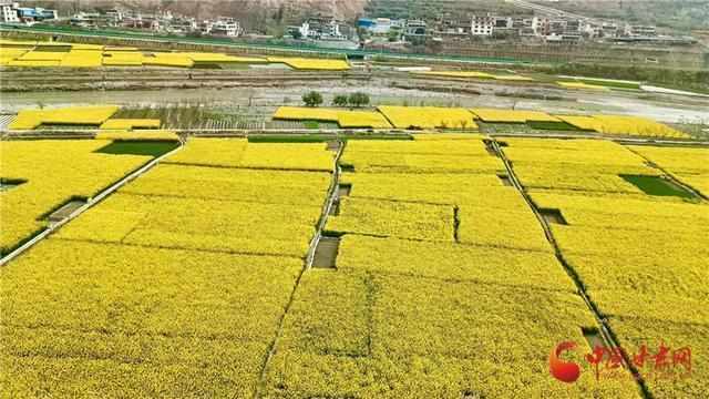 【技术解码】甘肃“花经济”产业链:数据背后的产业闭环逻辑 文化旅游