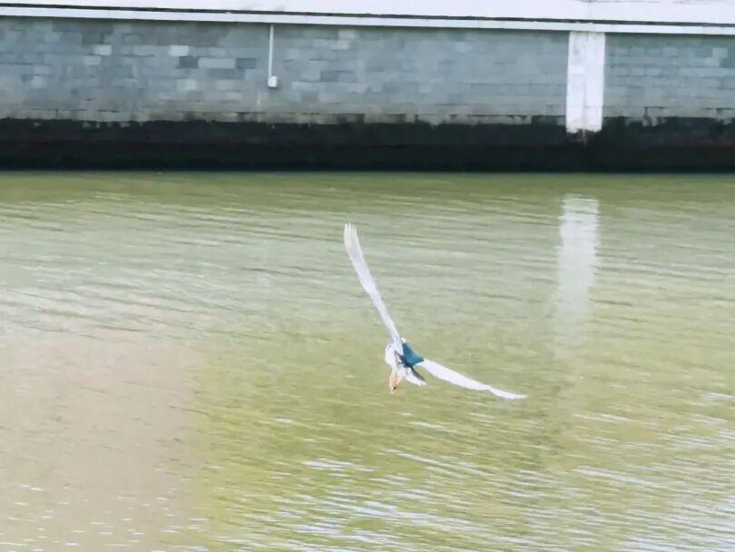 它们回家了!苏州河边的这场生命重逢,治愈了整座城市的焦虑 文化旅游